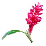 Flor de Gengibre