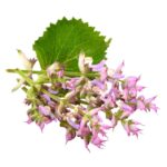 Salvia Esclareia