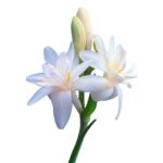 Tuberosa
